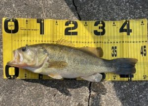 ブラックバス釣果情報！