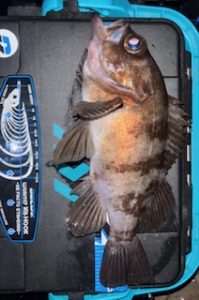 メバル釣果情報！