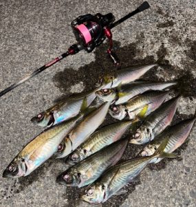 アジング釣果情報！
