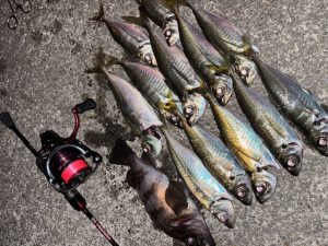 アジング釣果情報！
