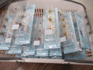 コイケミニ&コイケフィッシュM入荷！🌟セール開催中🌟