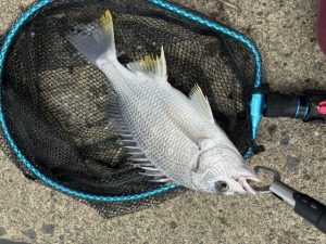 涸沼水系釣果情報！