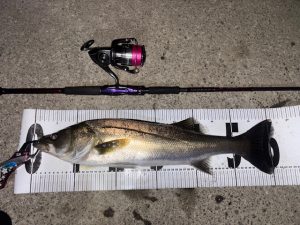 シーバス釣果情報！