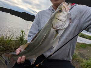 シーバス釣果情報！