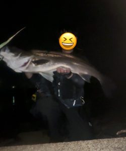 シーバス釣果情報！