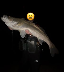 シーバス釣果情報！