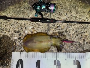 【TB常陸いしおか店】🦑エギング釣果情報🦑