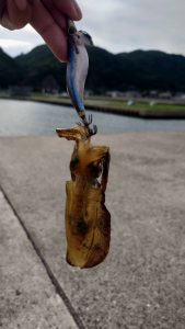 秋イカ　開幕？