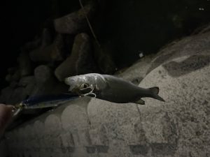 長崎諫早店　釣果情報