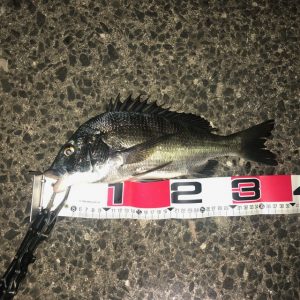 ～長崎諫早店　釣果情報～