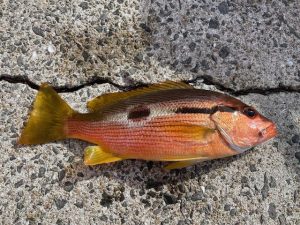 ～長崎諫早店　釣果情報～