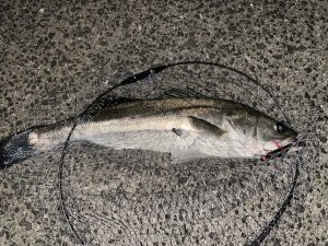 ~長崎諫早店 釣果情報~