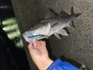 長崎諫早店　釣果情報～