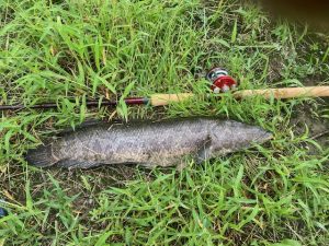 久々の雷魚ゲーム！