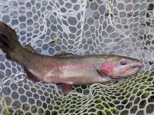 【ｲﾜﾅｾﾝﾀｰ】ｽﾀｯﾌ釣果情報！