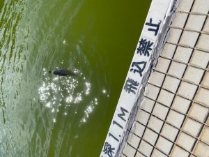 はなさき水上公園に行ってきました！