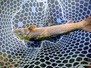 【イワナセンター】ｽﾀｯﾌ釣果情報！