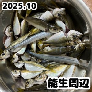 アジング釣果情報【ビッグベリー上越店】