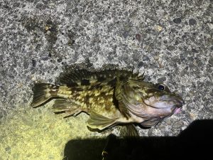 初釣りの釣果やいかに…！