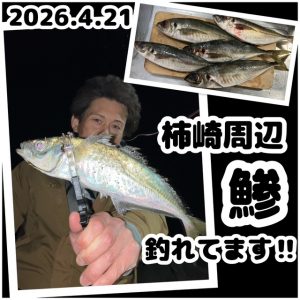 ★アジング★スタッフ釣果情報★【ビッグベリー上越店】