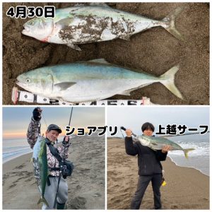 ★ショアブリ★スタッフ釣果情報★【ビッグベリー上越店】