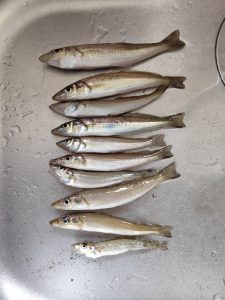 砂浜の…！！！【BB上越店釣果情報】