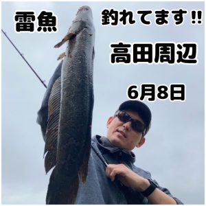 ★雷魚★スタッフ釣果情報★【ビッグベリー上越店】