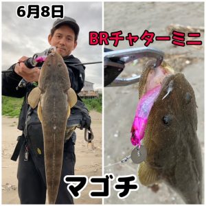 ★マゴチ★スタッフ釣果情報★【ビッグベリー上越店】