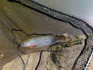 【BiG Berry 下総古河店】ミッドクリークフィッシングエリアでの釣果