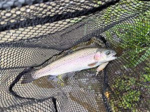 【BiG Berry 下総古河店】なら山沼漁場に行ってきました！