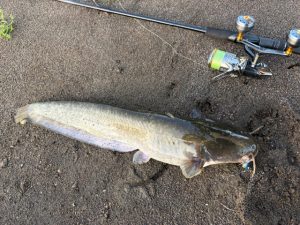 【BiG Berry 下総古河店】利根川淡水域でのシーバス調査！