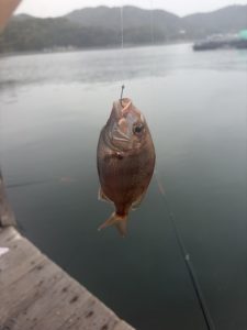 幻の怪魚・アカメへの挑戦(後編)
