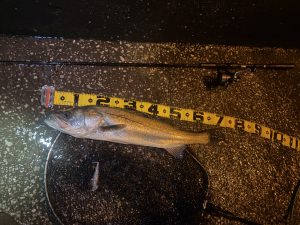 雨は絶好の釣り日和？～多摩川シーバス～