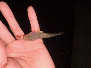 最大から最小へ。たまにはハゼ釣りも良い。