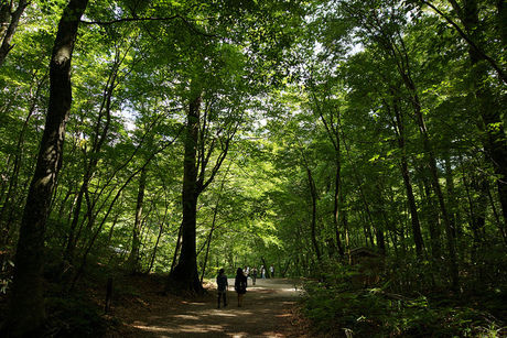 緑が濃い林の山道