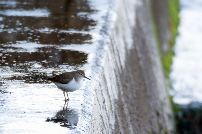 水で濡れた岩の上に鳥が止まっている写真