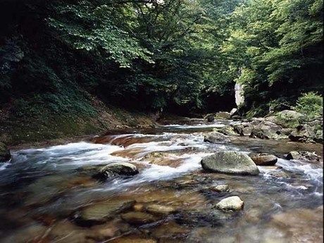 渓流の写真