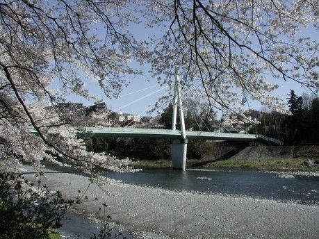 桜が咲いている川