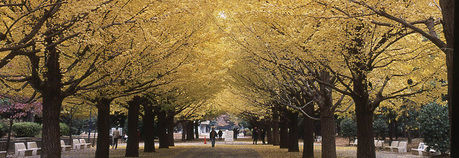 光が丘公園の銀杏並木