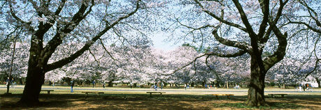 桜の季節の小金井公園芝生広場