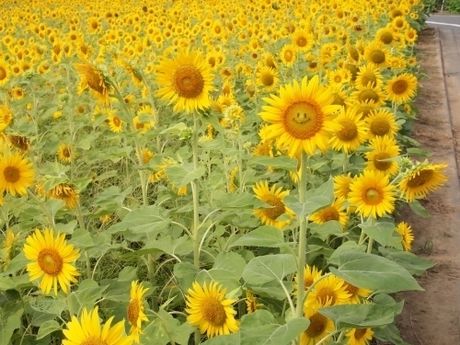 こうちゃんちの野菜in世田谷区のひまわり畑