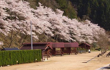 湯の瀬温泉郷キャンプ場の満開の桜の写真