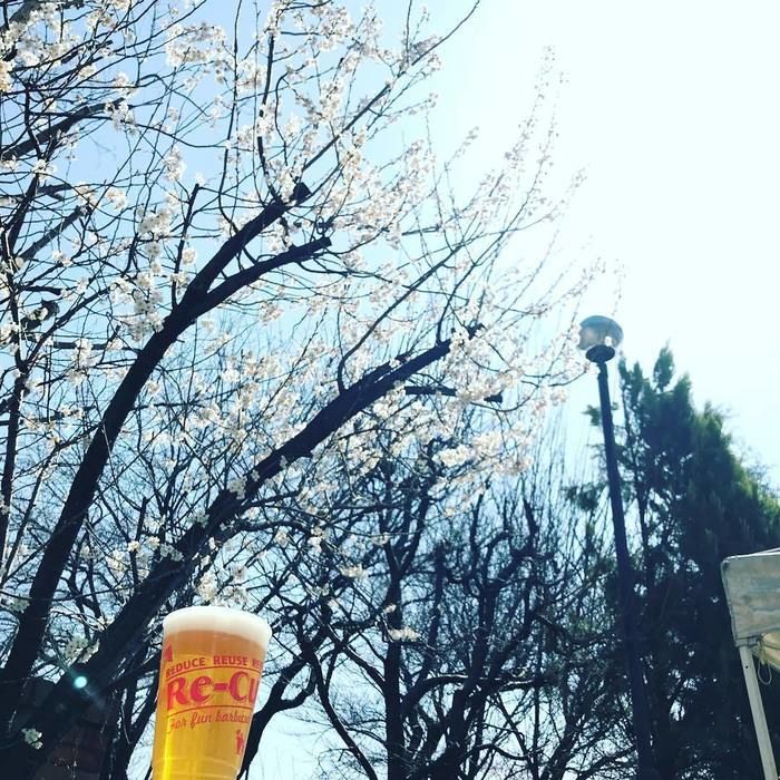 桜の木の下に置いてあるビールの写真