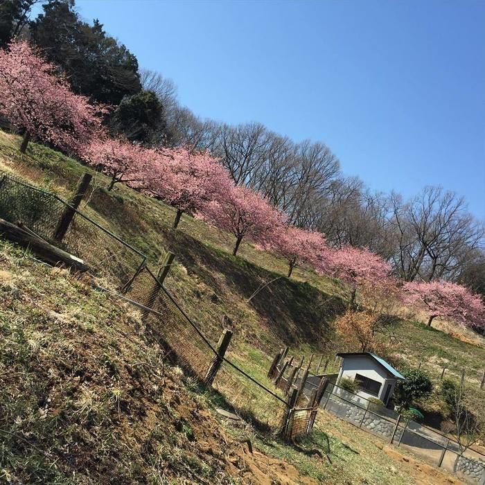 桜が咲いている写真