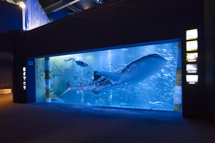 のとじま水族館のジンベイザメの写真