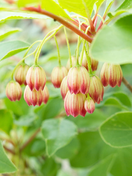 花の写真