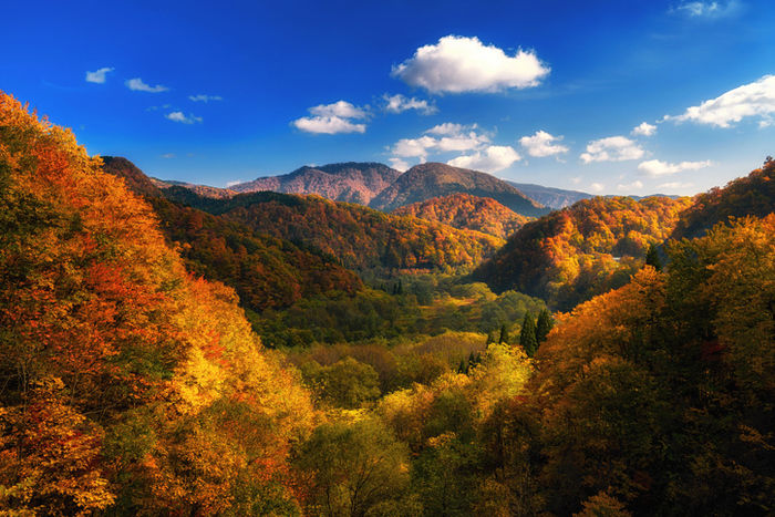 紅葉した山