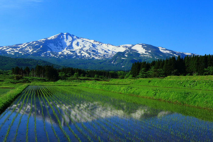 田んぼと山