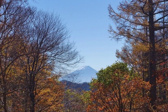 紅葉している木々の間から見える山の写真