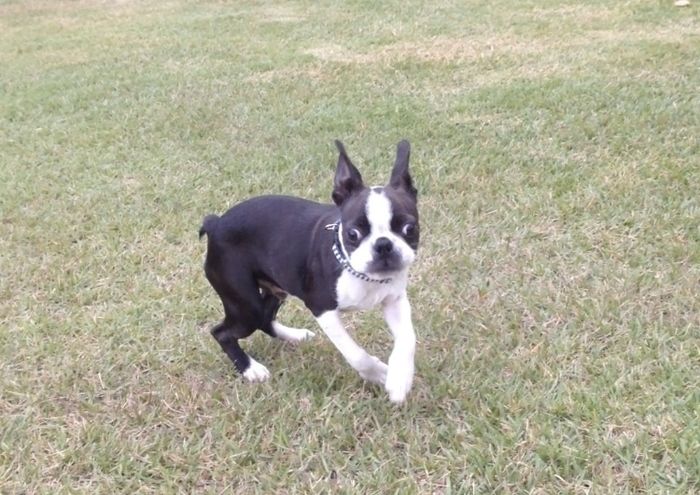 芝生の広場で遊んでいる犬の写真